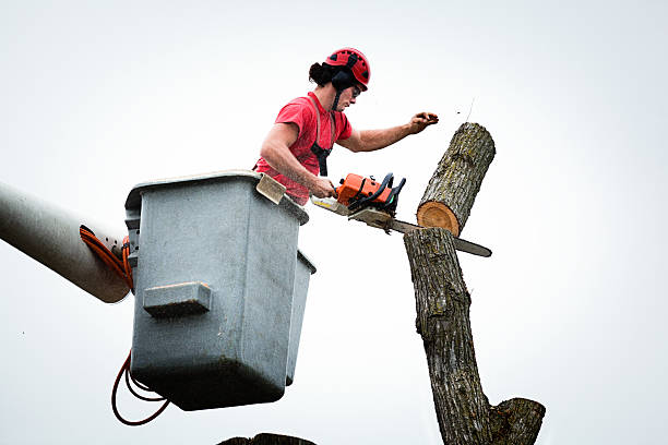 How Our Tree Care Process Works  in  Beacon Hill, WA